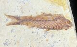 Multiple Knightia Fossil Fish - Wyoming #60786-1